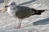 juvenile LBBG, ringed in the Netherlands.